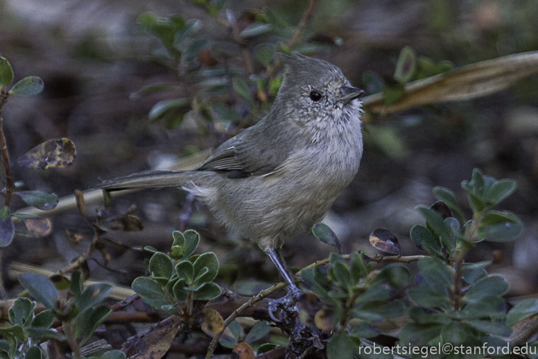 oak titmouse